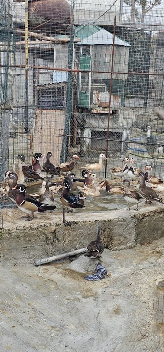 Patos \faisões /pavões