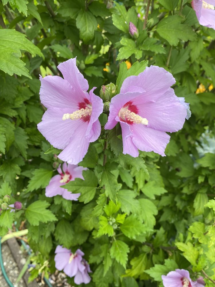 Sadzonki Hibiskus