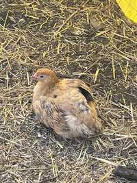 Цыплята подрощенные Геркулес 1,5 месяцев