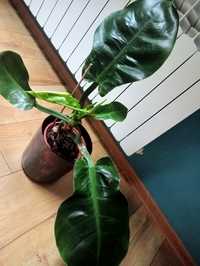 Philodendron moonlight duży silver Queen i Black kordilan gratis