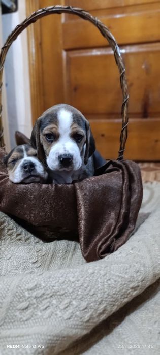 Продам маленьких цуценят бігля