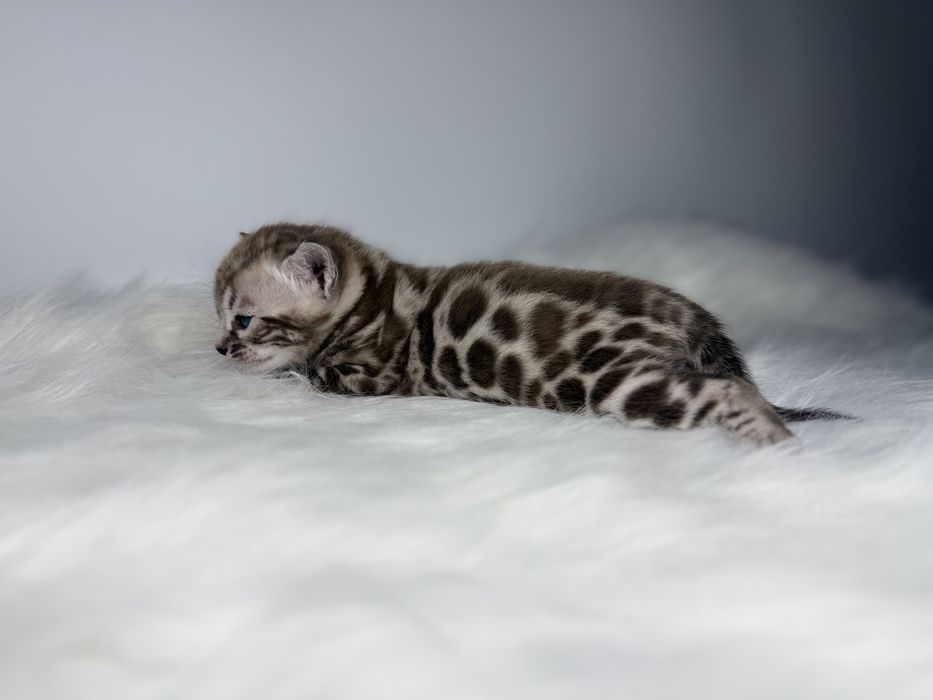 Kot bengalski Silver Sepia TICA