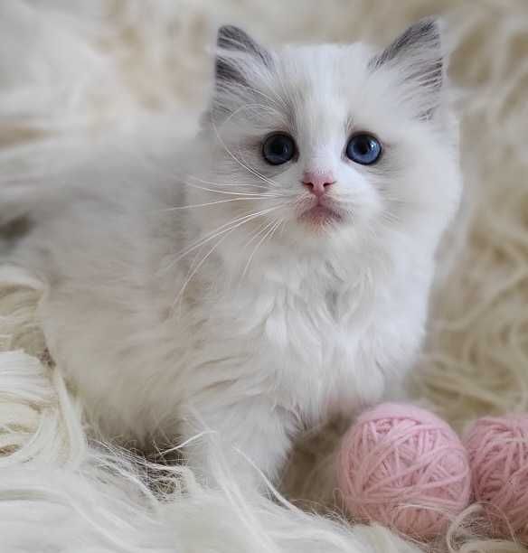 Koteczka Ragdoll z rodowodem WCF- koniec sierpnia