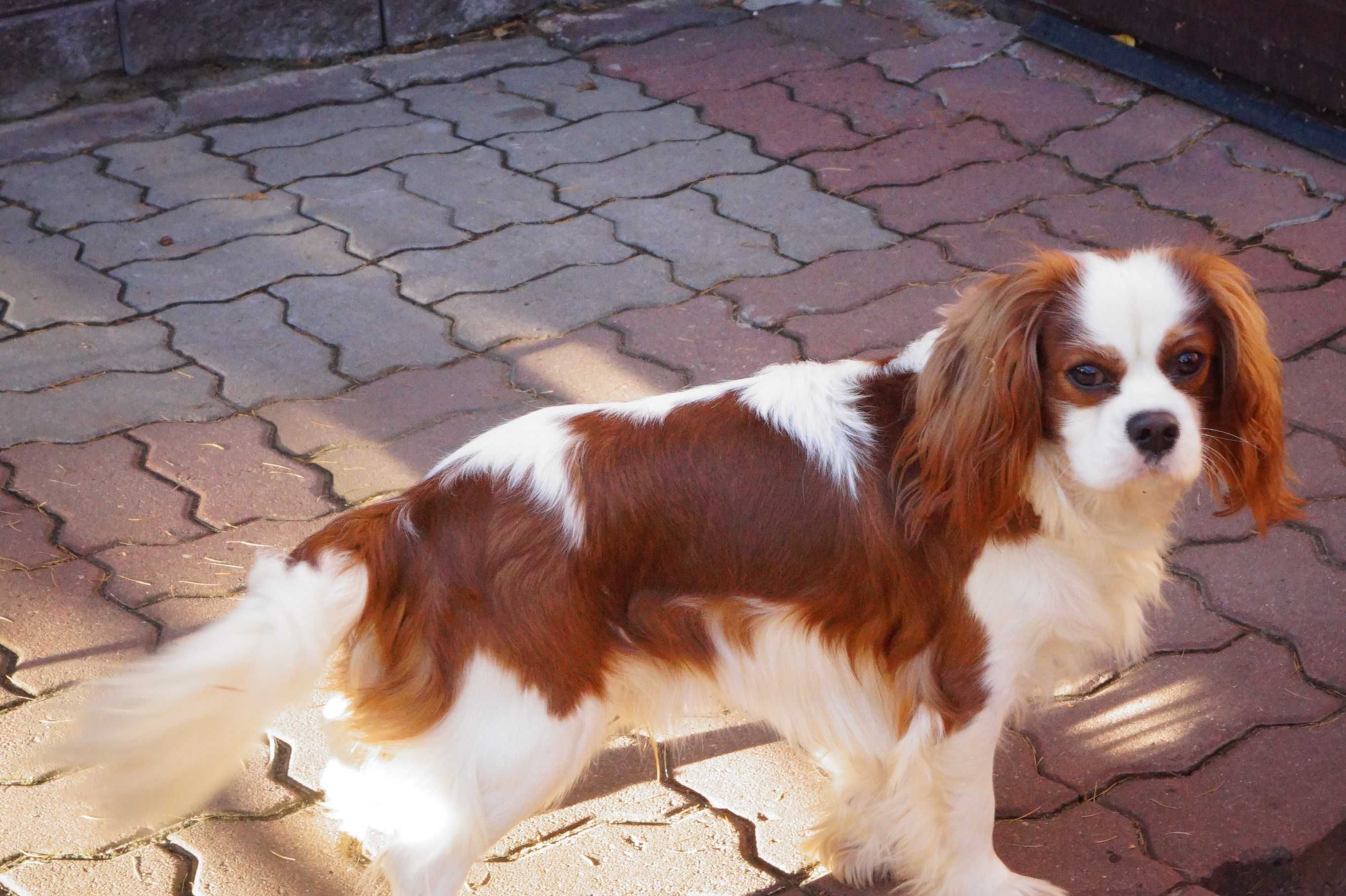 cawalier king charles spaniel