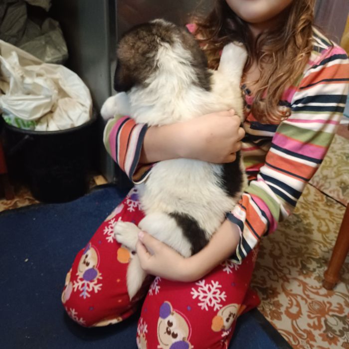 Продам щенков московской сторожевой