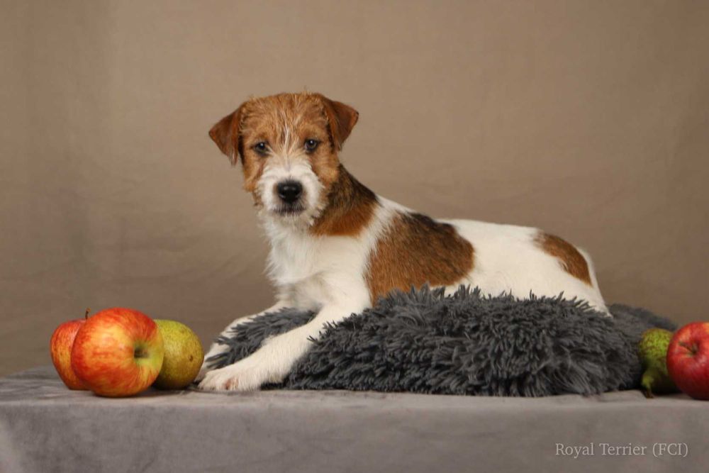 piesek Jack Russell terrier ZKWP/FCI
