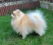 Pomeranian KRYCIE ZKwP FCI reproduktor