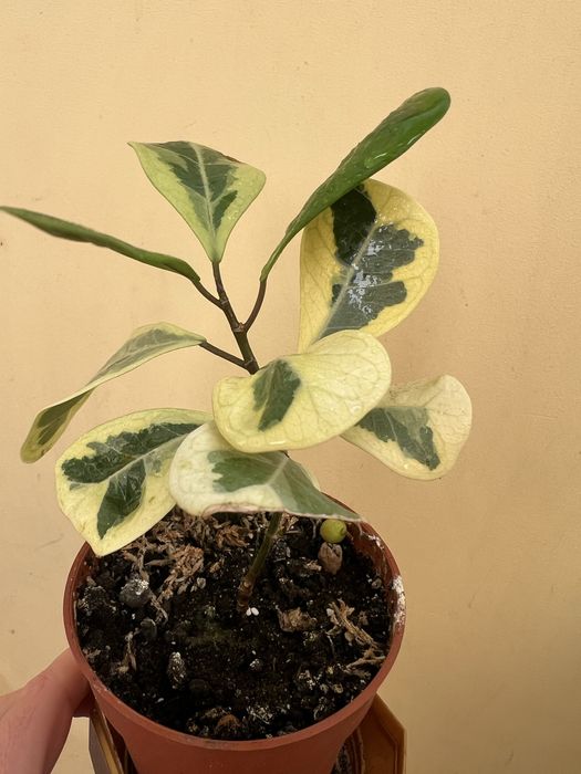 Фікус коконат крем алі амстел голд