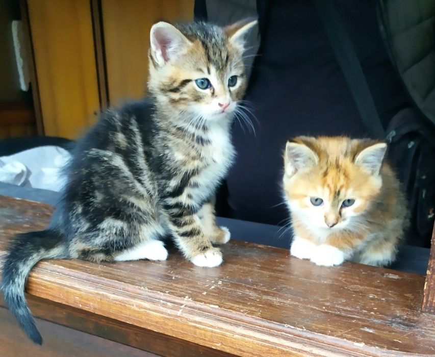 Кошенята 2 місяці