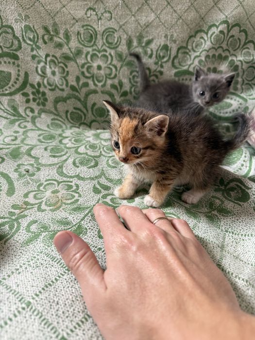 Полукровные котята + обычные