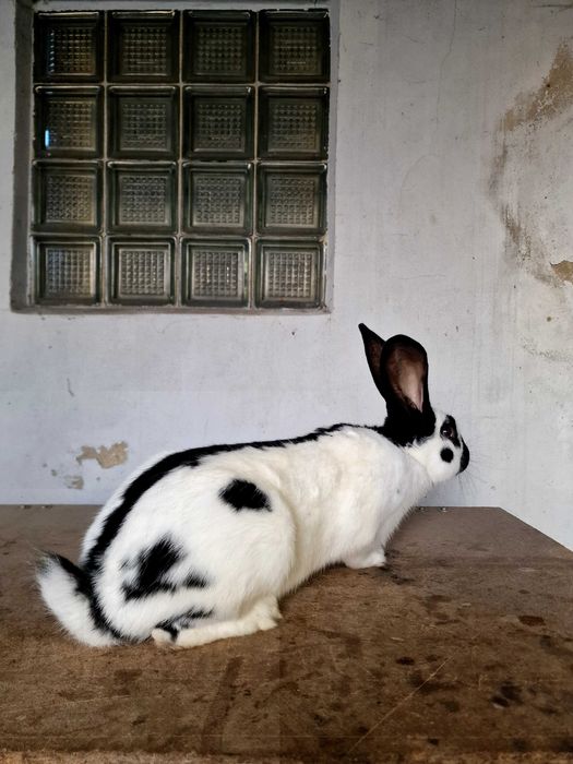 OSC Olbrzym Srokacz Czarny  samiec z marca 2025 króliki