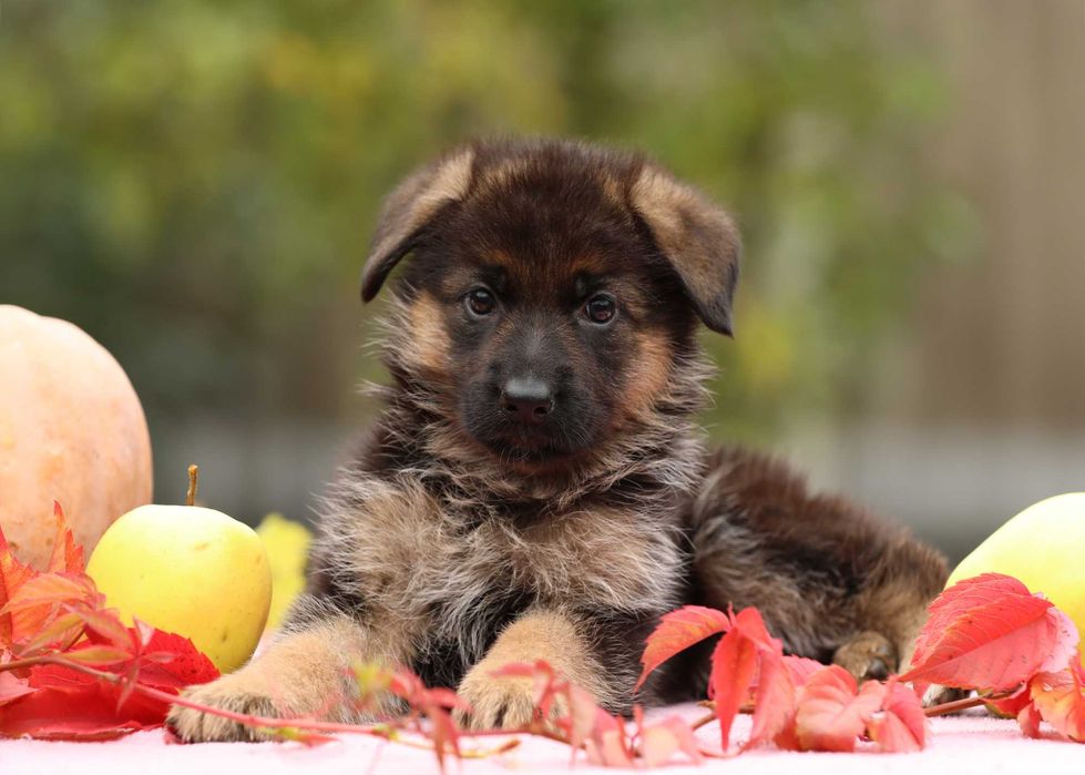 Цуценята німецької вівчарки
