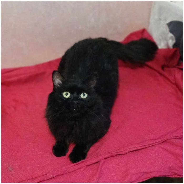 Шикарный кот, черный и пушистый, 2 года