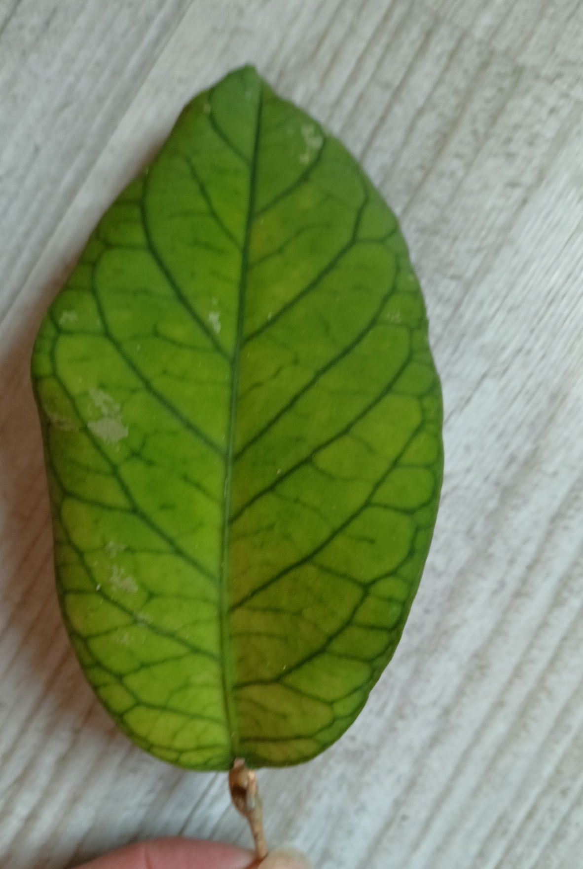 Hoya meredithi GPS 1105