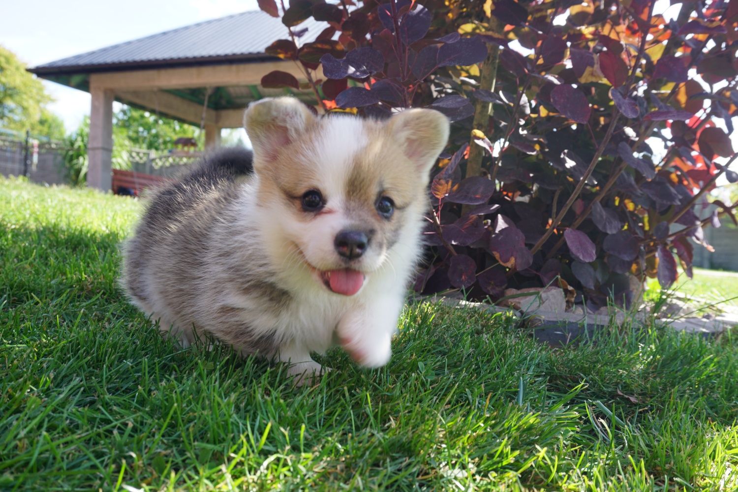 Welsh Corgi Pembroke suczka FCI