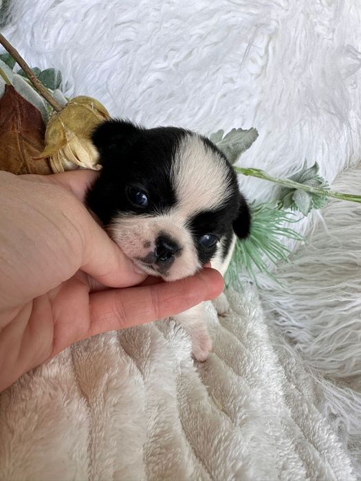 Chihuahua Mini. Menina.Cabeça de maçã.