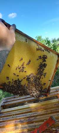 Pszczoły ,odkłady 6-ramkowe