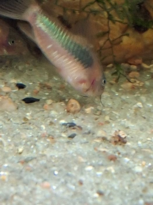 Kirys kirysek spiżowy Aquafizz Creative