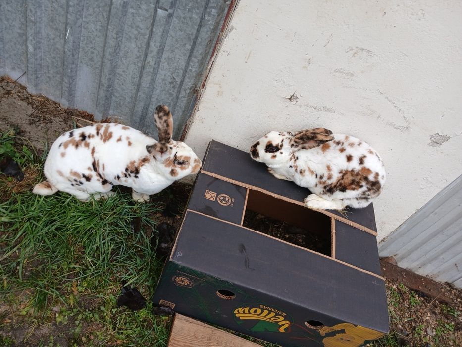 Króliki Rex trójbarwny para