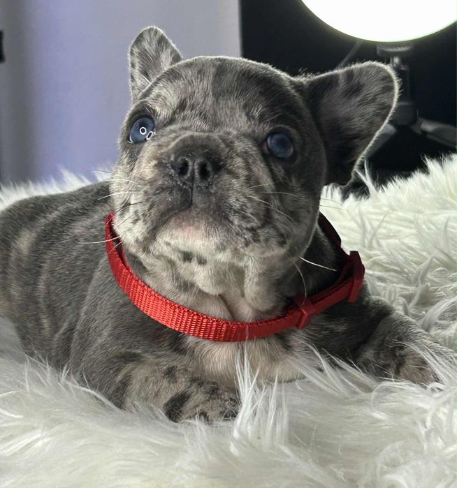 Buldog francuski Piesek