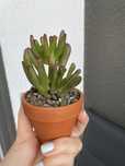 Crassula ovata 'Hobbit' Grubosz sukulent