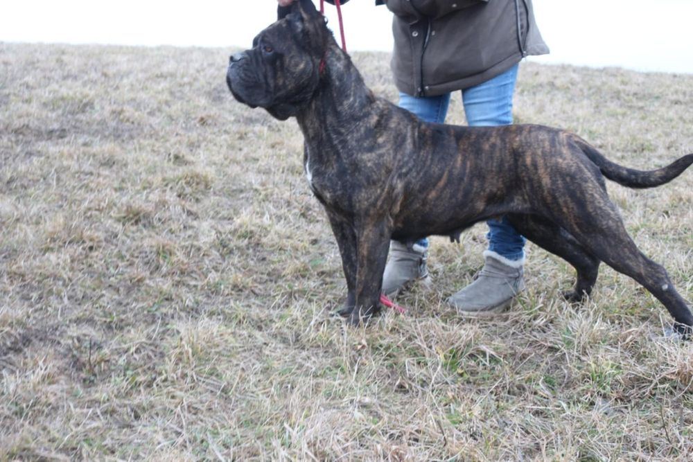 Pręgowana sunia cane corso FCI/zkwp
