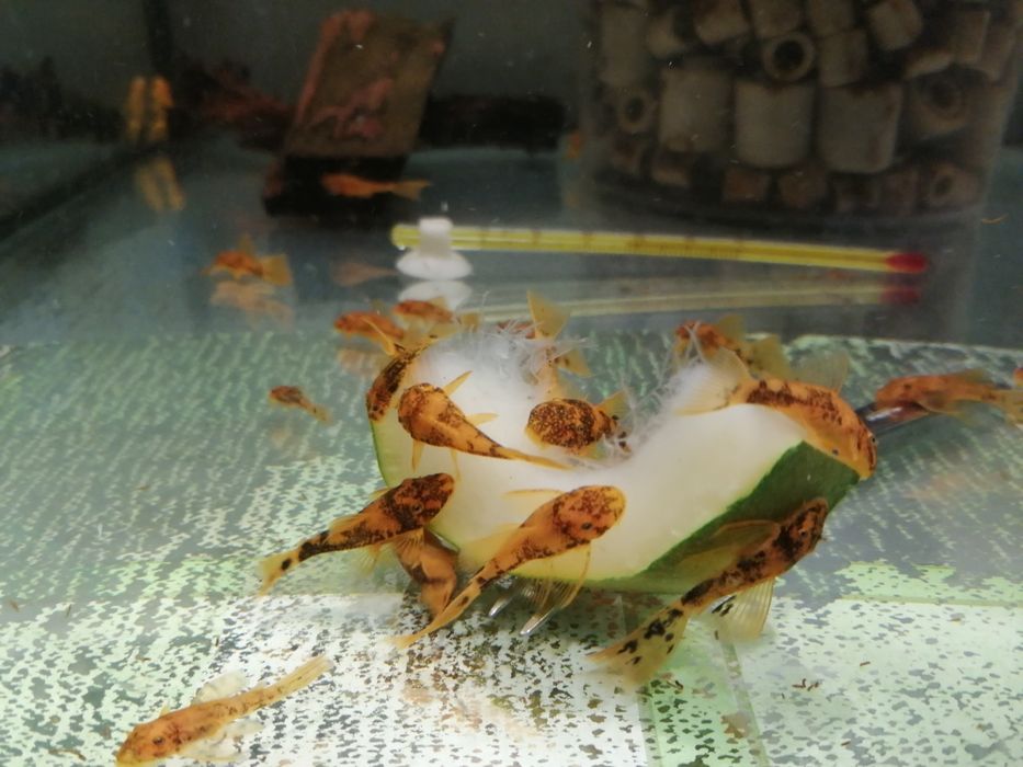 Ancistrus Sp. CALICO tzw LDA 16 zbrojnik glonojad