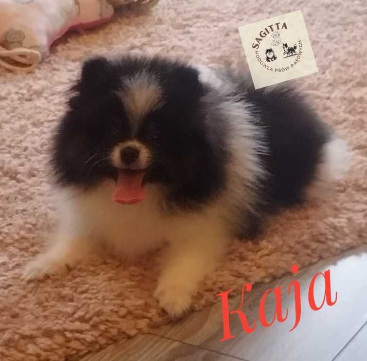 Szpic miniaturowy - pomeranian - Kaja ślicznotka