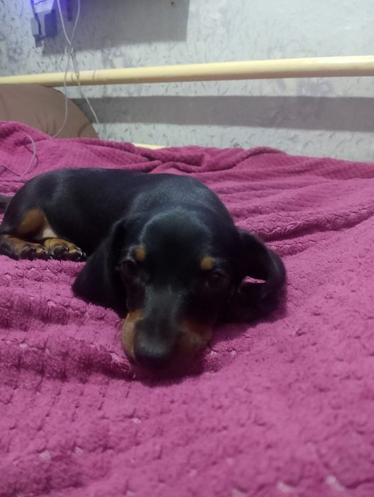 Чистокровная такса девочка