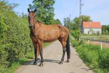 Wielki Wałach SP do rekreacji 175 cm
