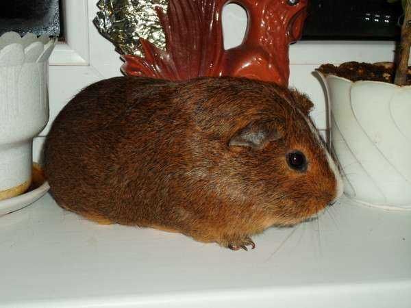 Роскошные морские свинки, гладкошерстные, эксклюзивного окраса