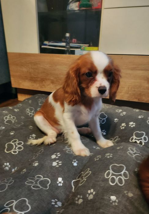 Cavalier king charles spaniel szczeniaczek