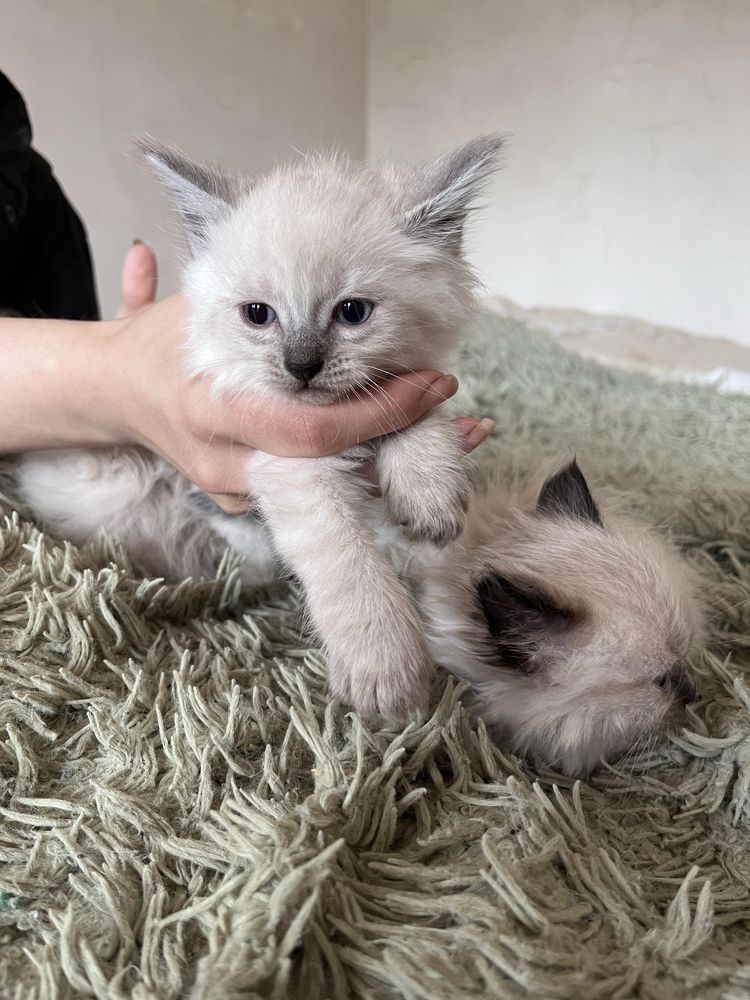 Сіамські кошенята