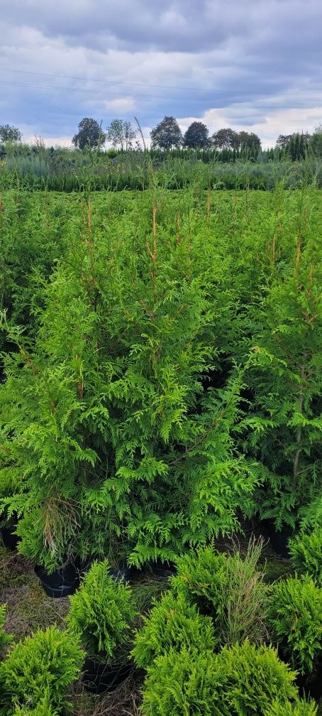 Tuja Brabant 120 cm tuje 150 thuje 100 żywopłot 120 zielony wolsztyn