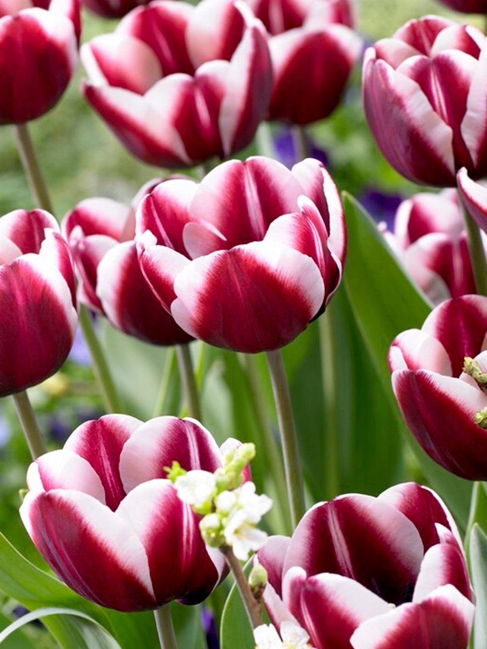 Żywe tulipany bukiet 1 szt tulipan dzień kobiet