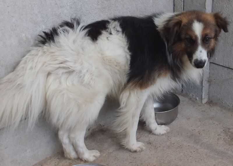 LAFRAN średni pies, kolorowy do adopcji