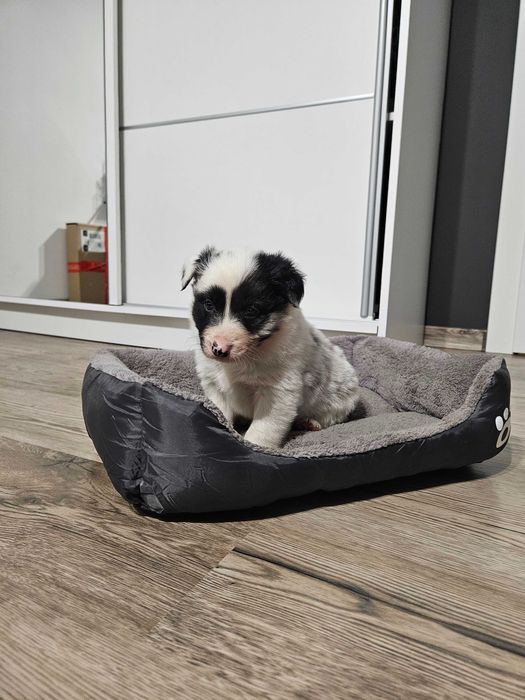 Pies Border Collie