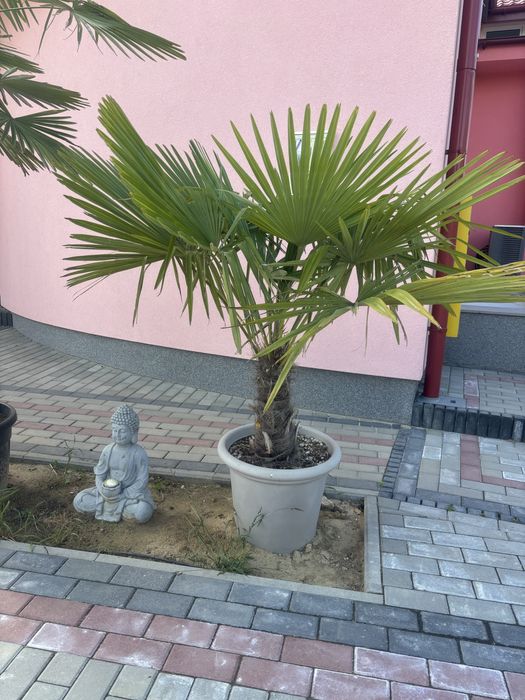 Palma mrozoodporna Trachycarpus-Szorstkowiec