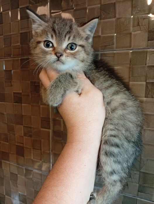 Котята Британские