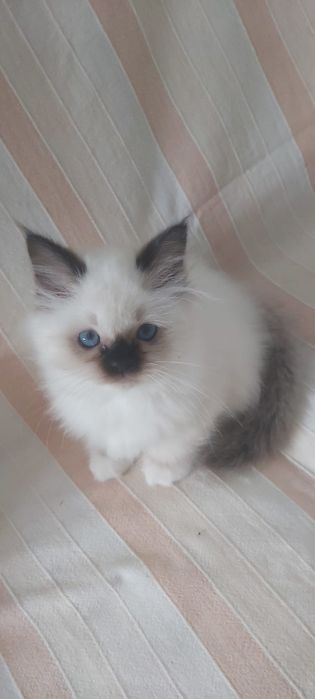 Sagrado da Birmânia