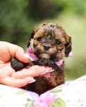 Shihpoo Pudel Shihtzu