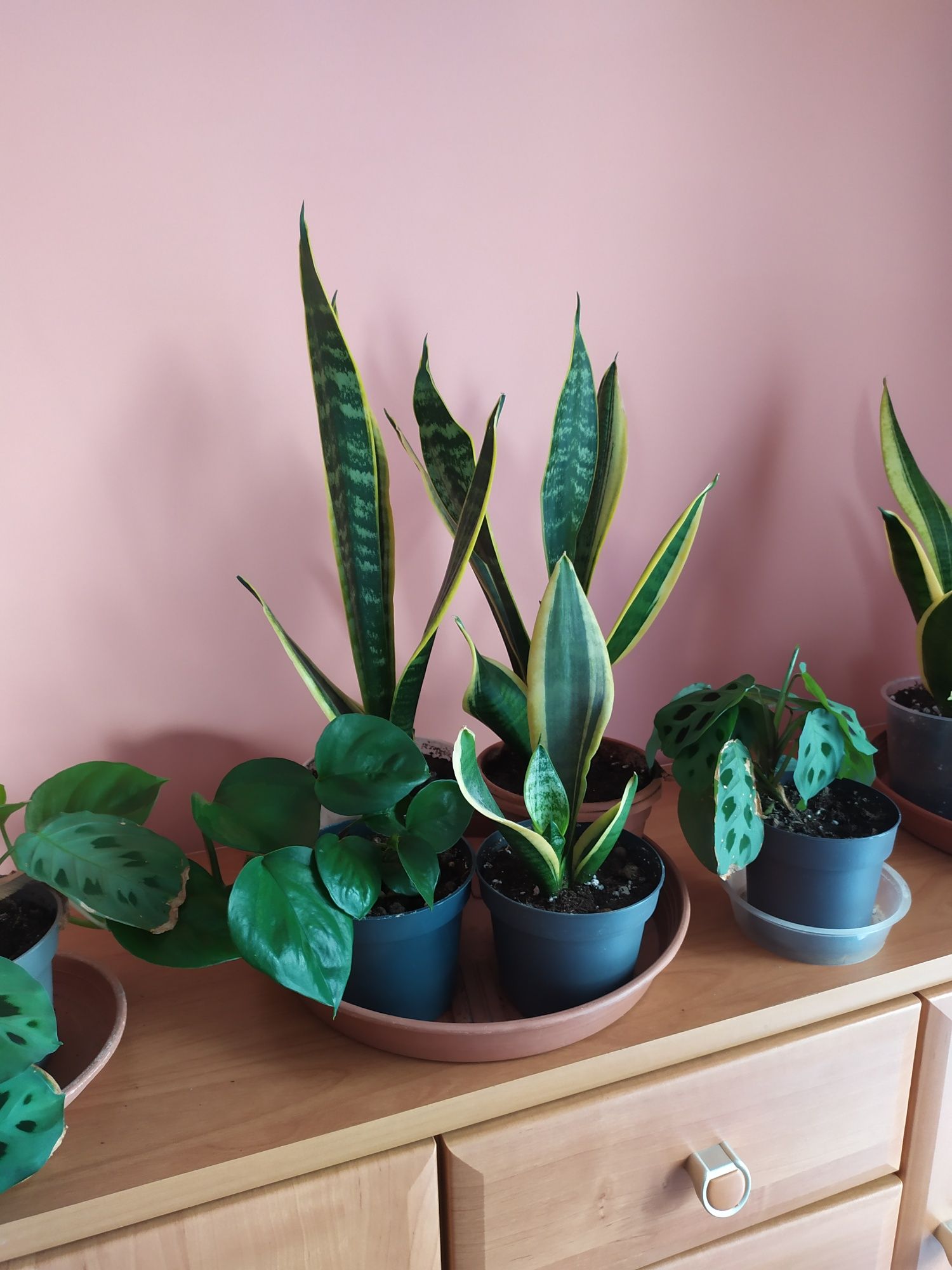 Aloes,sansewieria kwiat w doniczce