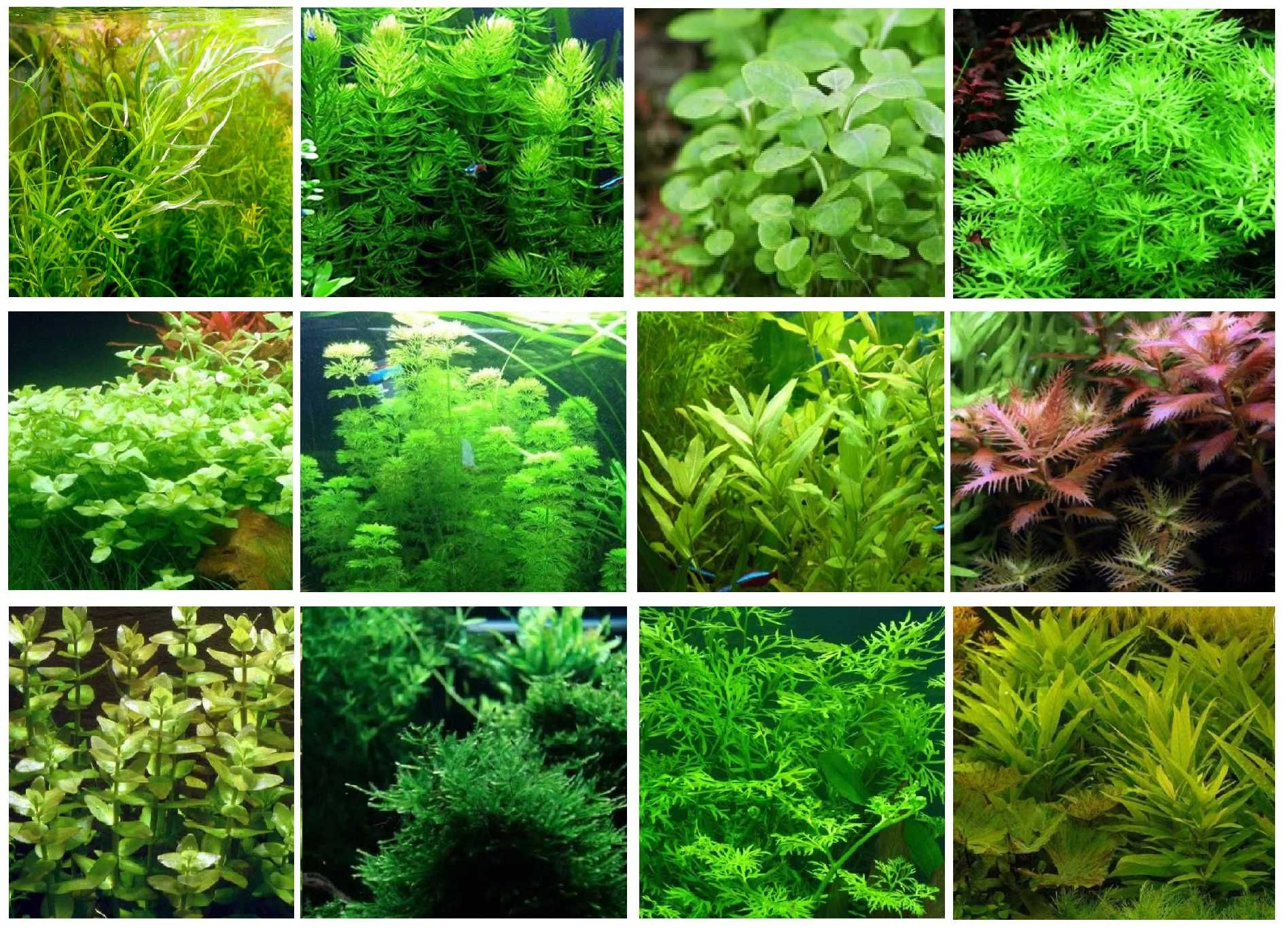 Zestaw roślin akwariowych do Akwarium (Premium- 44 rośliny)