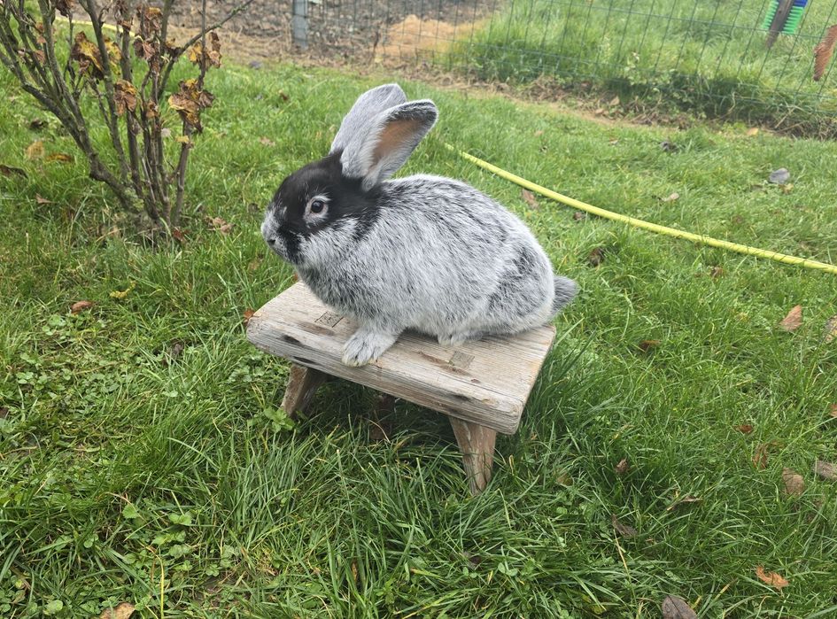 Sprzedam króliki Wielki jasnosrebrzysty WJS