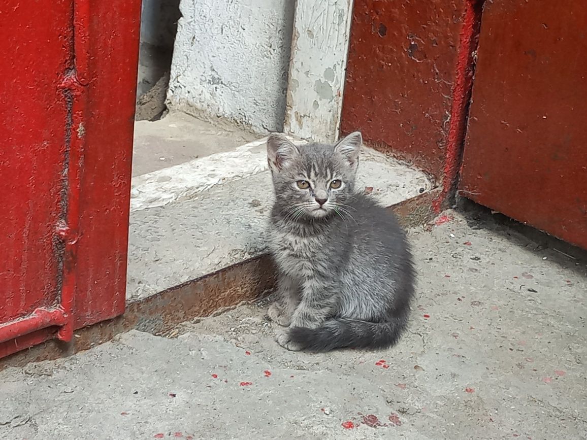 Віддам кошенят у добрі руки