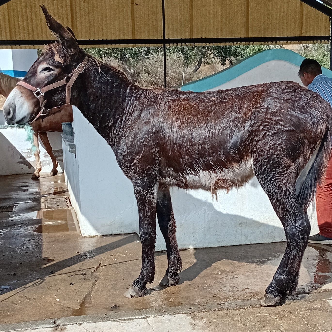 2 Burros mirandês