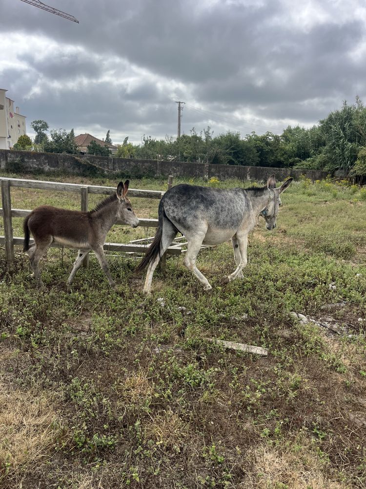 Burra montada e burrinho