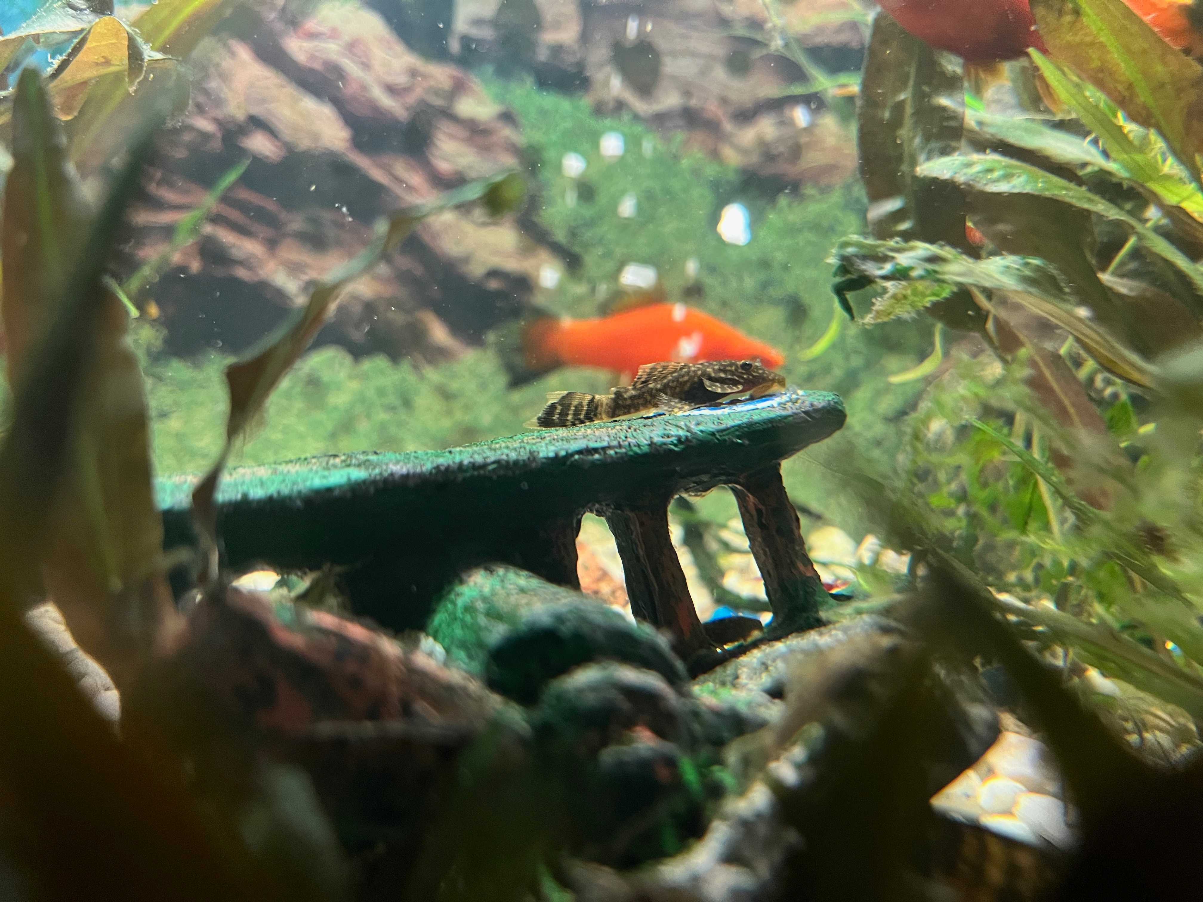 Glonojad. Młode z domowej hodowli dł. 4-6cm. (Zbrojnik Lamparci)