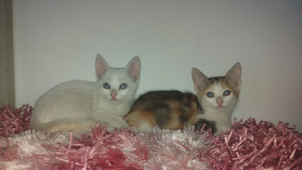 Gatas para adoção
