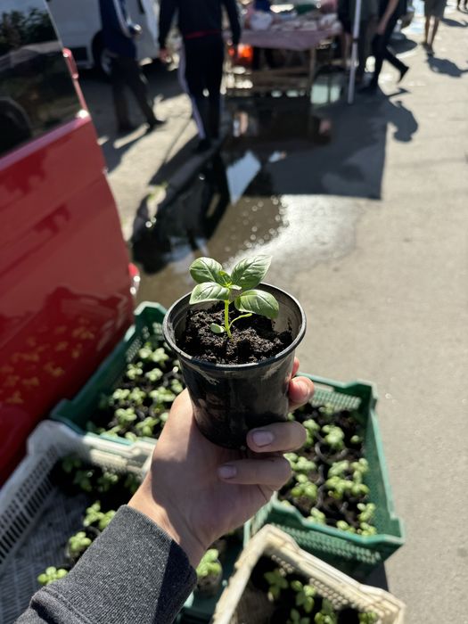 Базилік в горщику